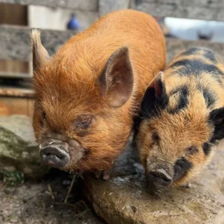Pigs at Fox's High Rock Farm